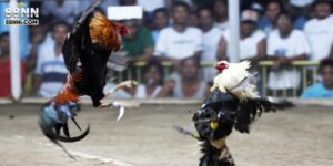 da-ga-cua-dao